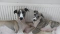 /album/fotogalerij/a20140825-114907-jpg/